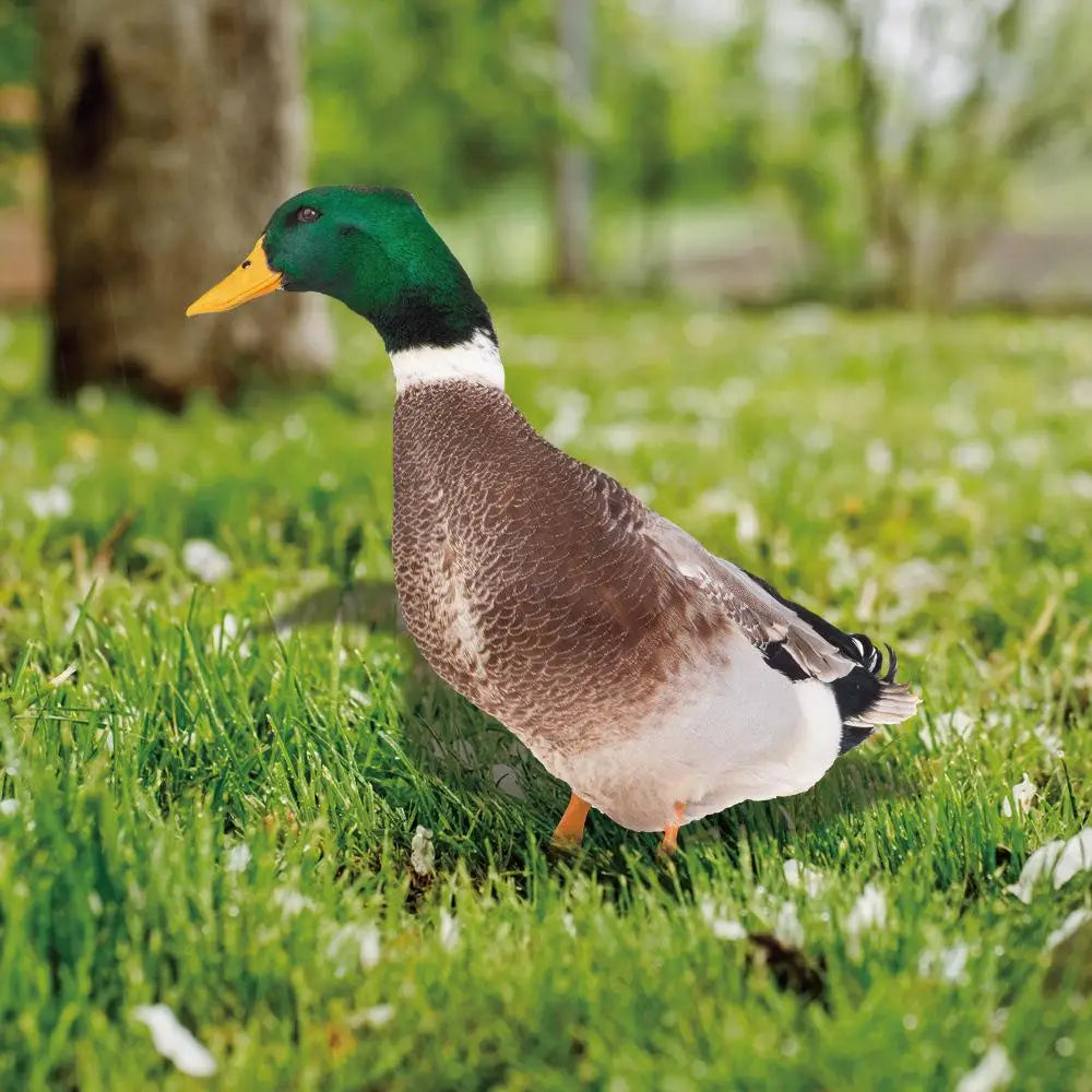 Sculpture de Canard | Canard Réaliste Pour Le Jardin