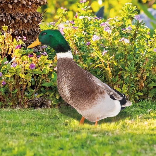 Sculpture de Canard | Canard Réaliste Pour Le Jardin