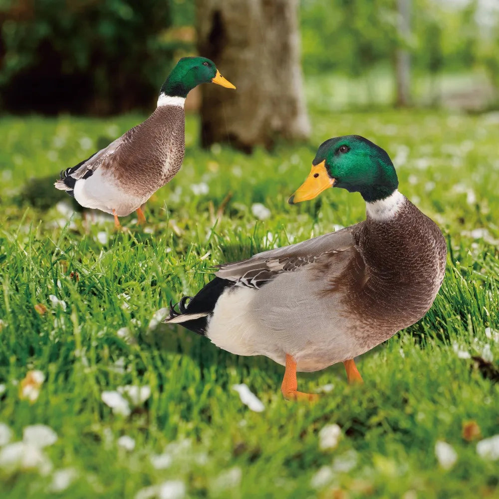 Sculpture de Canard | Canard Réaliste Pour Le Jardin