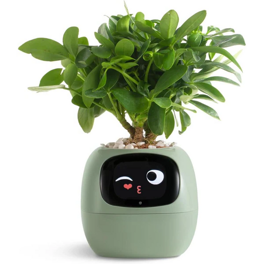 Pot de Plante Intelligent Ivy - Entretien Innovant des Plantes